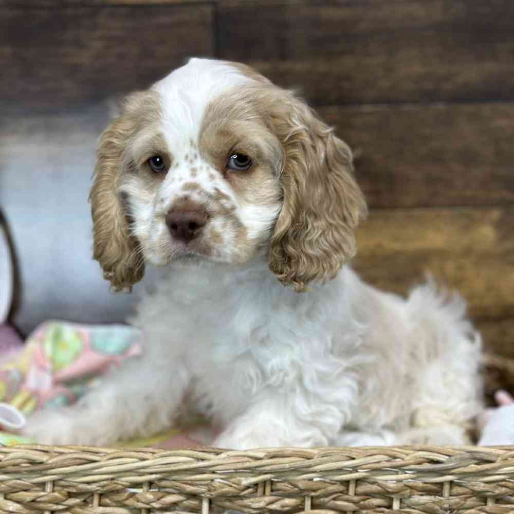 Male Cocker Spaniel Puppy for Sale in Saugus, MA