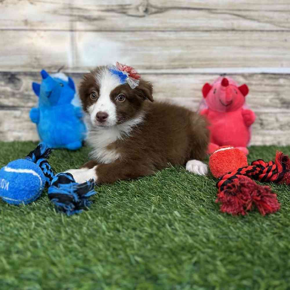 Female Miniature Australian Shepherd Puppy for Sale in Saugus, MA