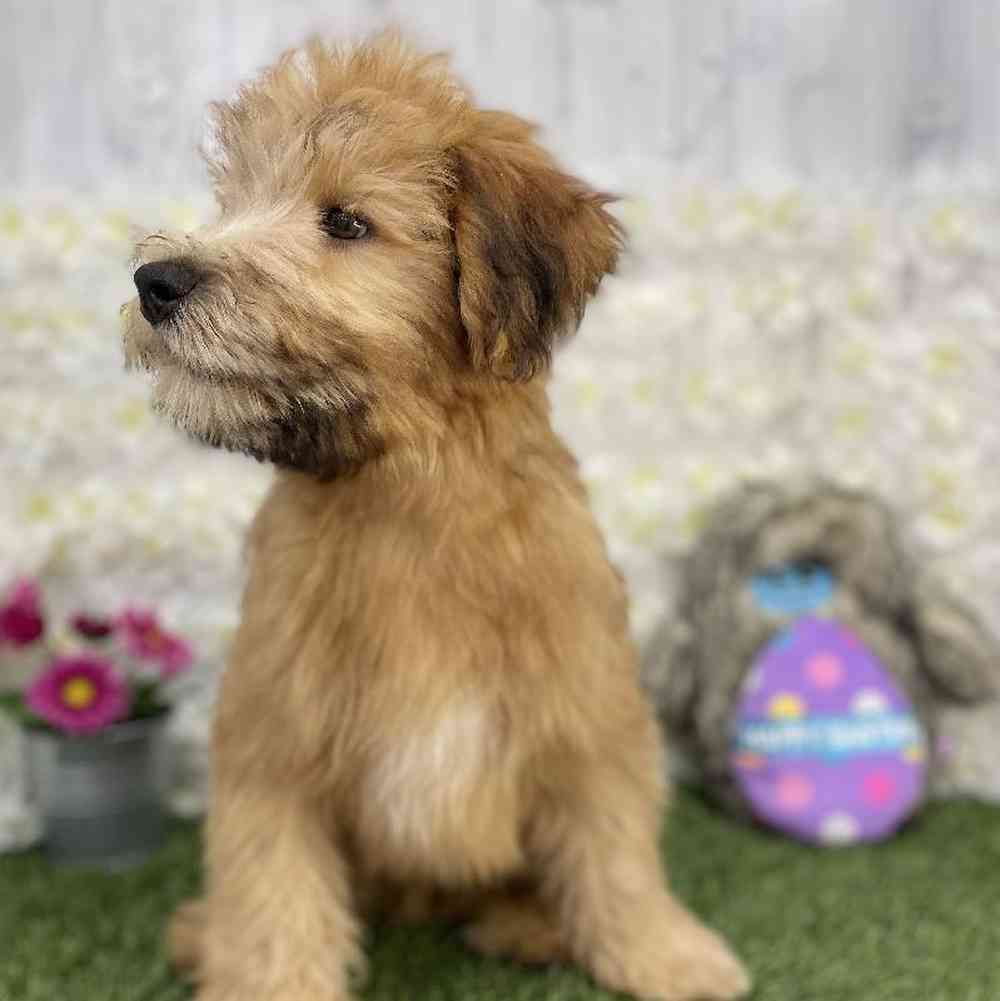 Male Soft Coated Wheaten Terrier Puppy for Sale in Braintree, MA