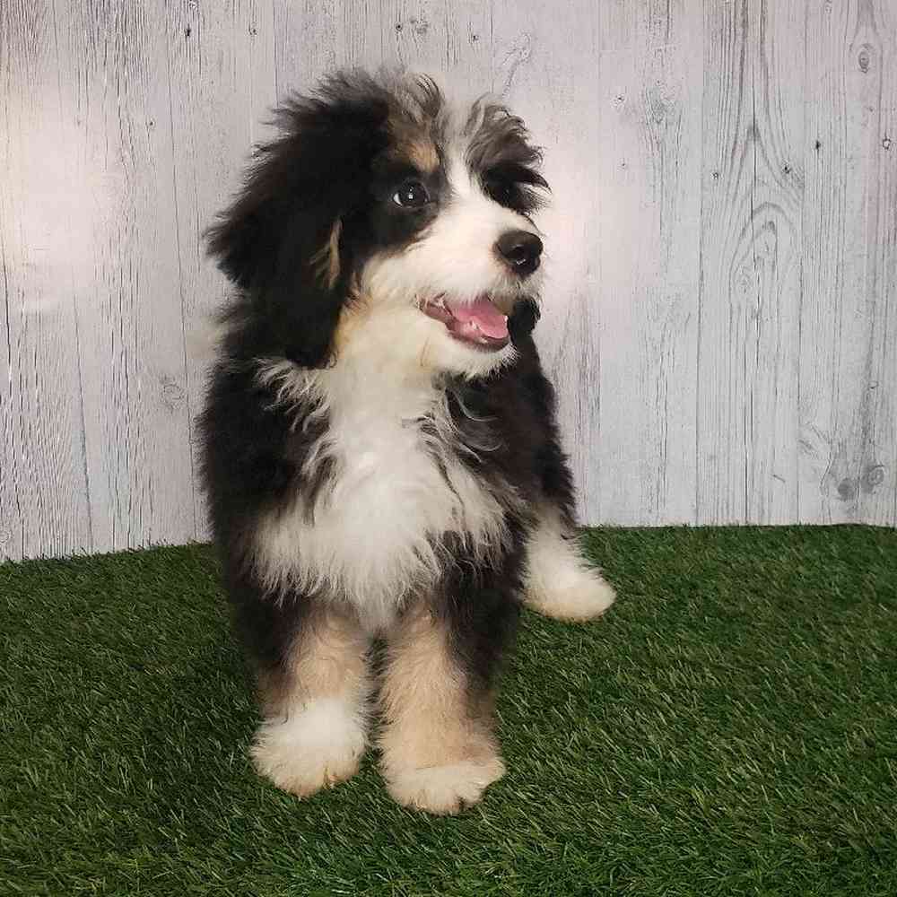 Female Mini Bernedoodle Puppy for sale