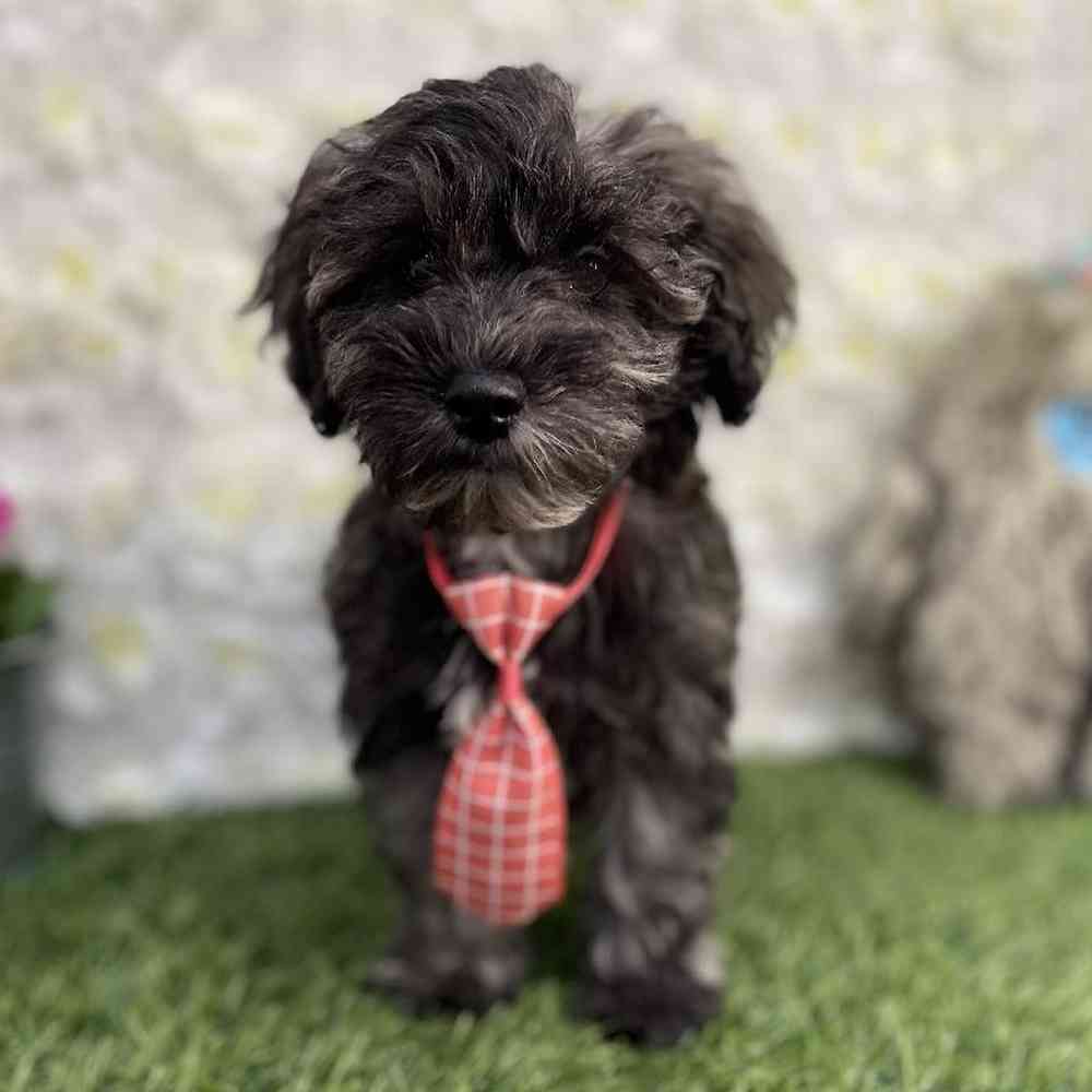 Male Schnoodle Puppy for Sale in Braintree, MA