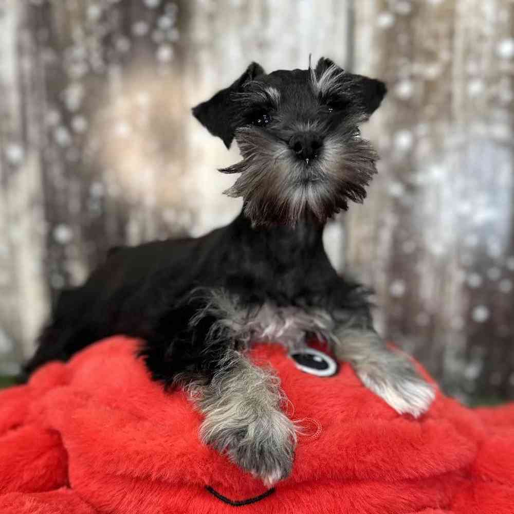 Male Miniature Schnauzer Puppy for Sale in Saugus, MA