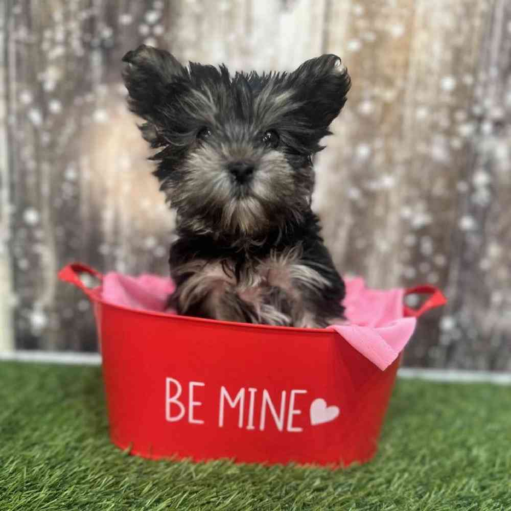 Male Biewer Yorkshire Terrier Puppy for Sale in Saugus, MA