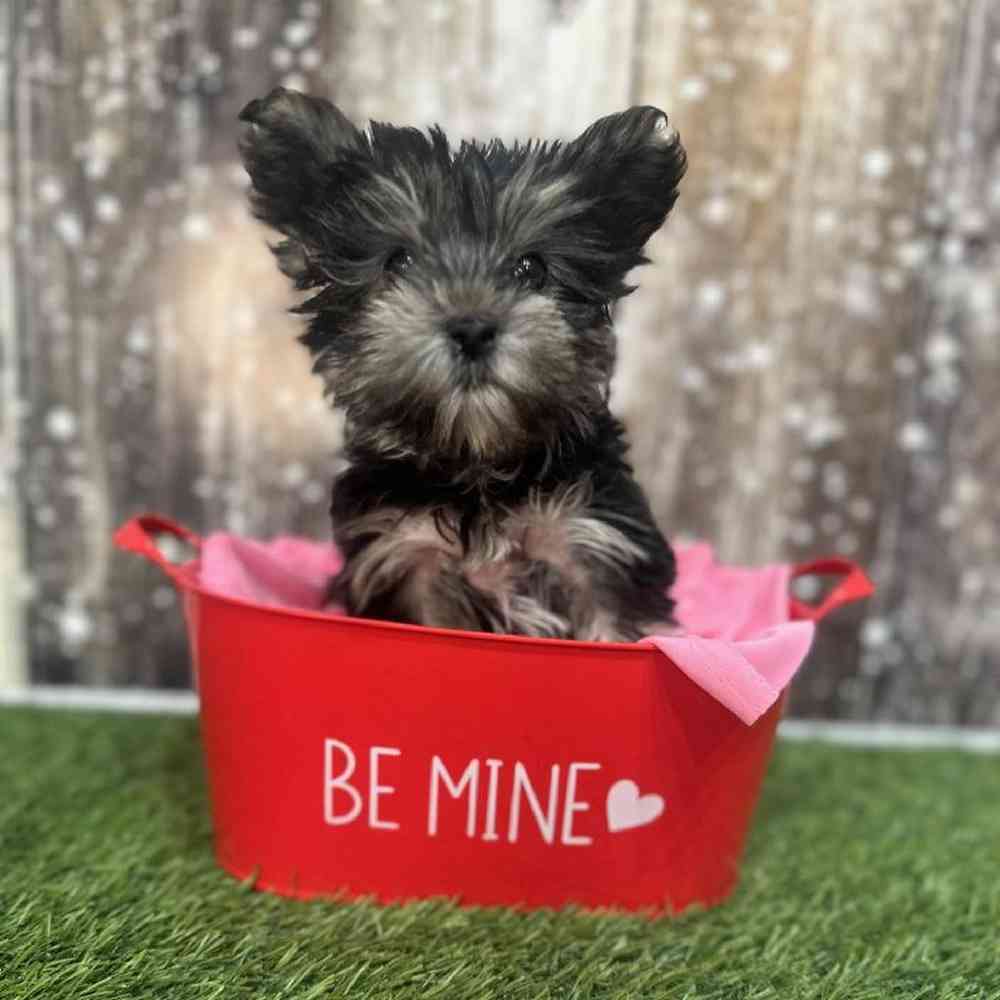 Male Biewer Yorkshire Terrier Puppy for Sale in Saugus, MA