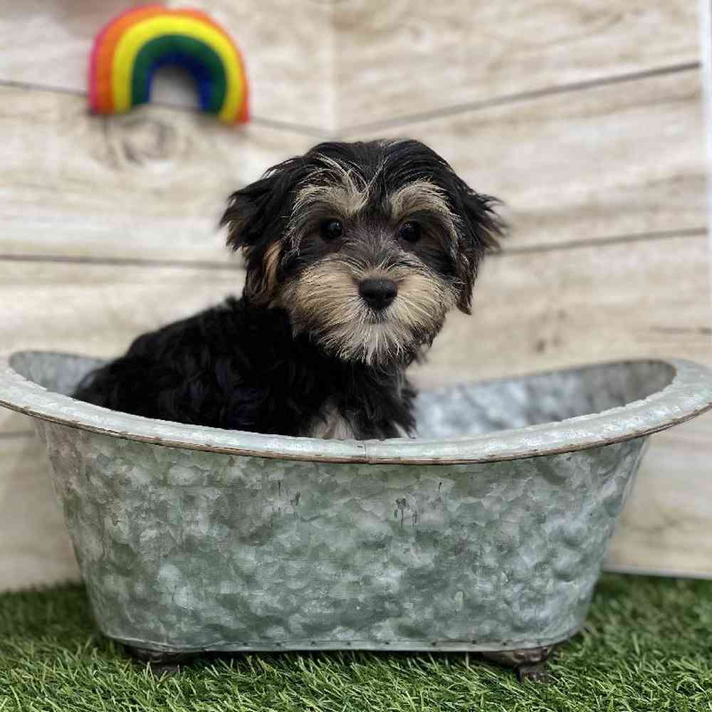Male Morkie Puppy for Sale in Braintree, MA