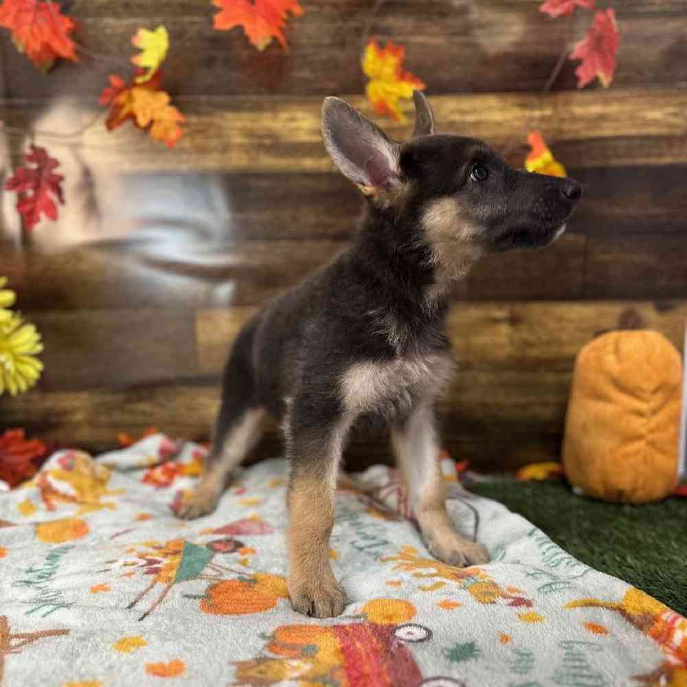 Female German Shepherd Dog Puppy for Sale in Saugus, MA
