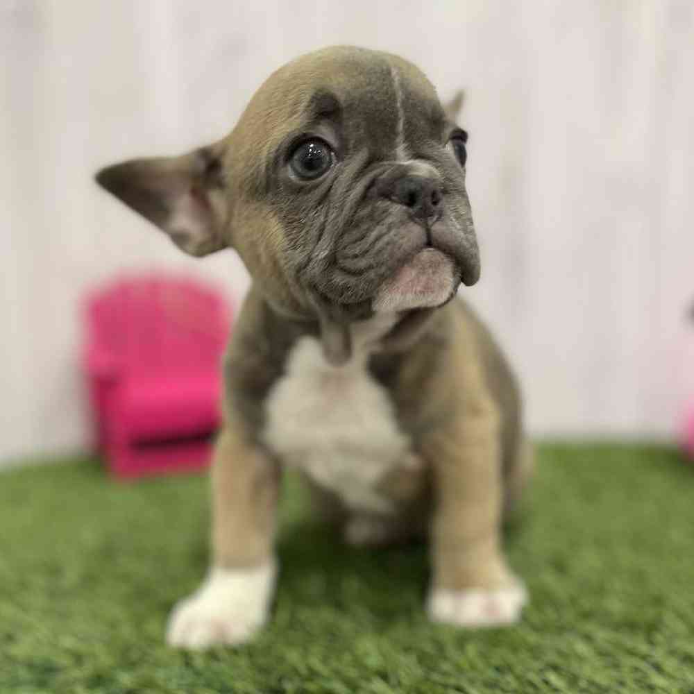 Male French Bulldog Puppy for Sale in Braintree, MA