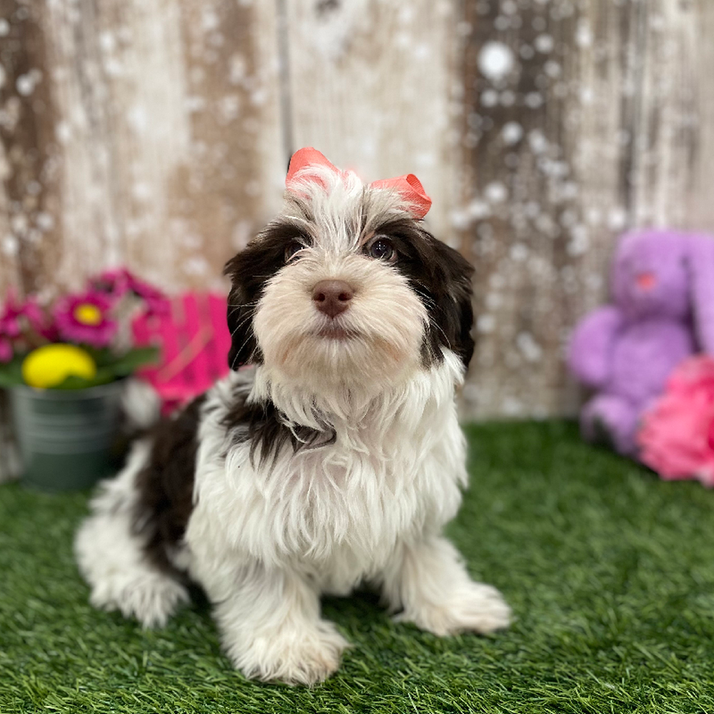 Female Havanese Puppy for Sale in Braintree, MA
