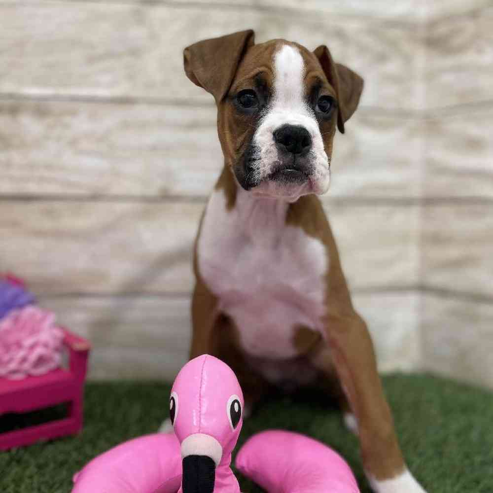 Female Boxer Puppy for Sale in Braintree, MA