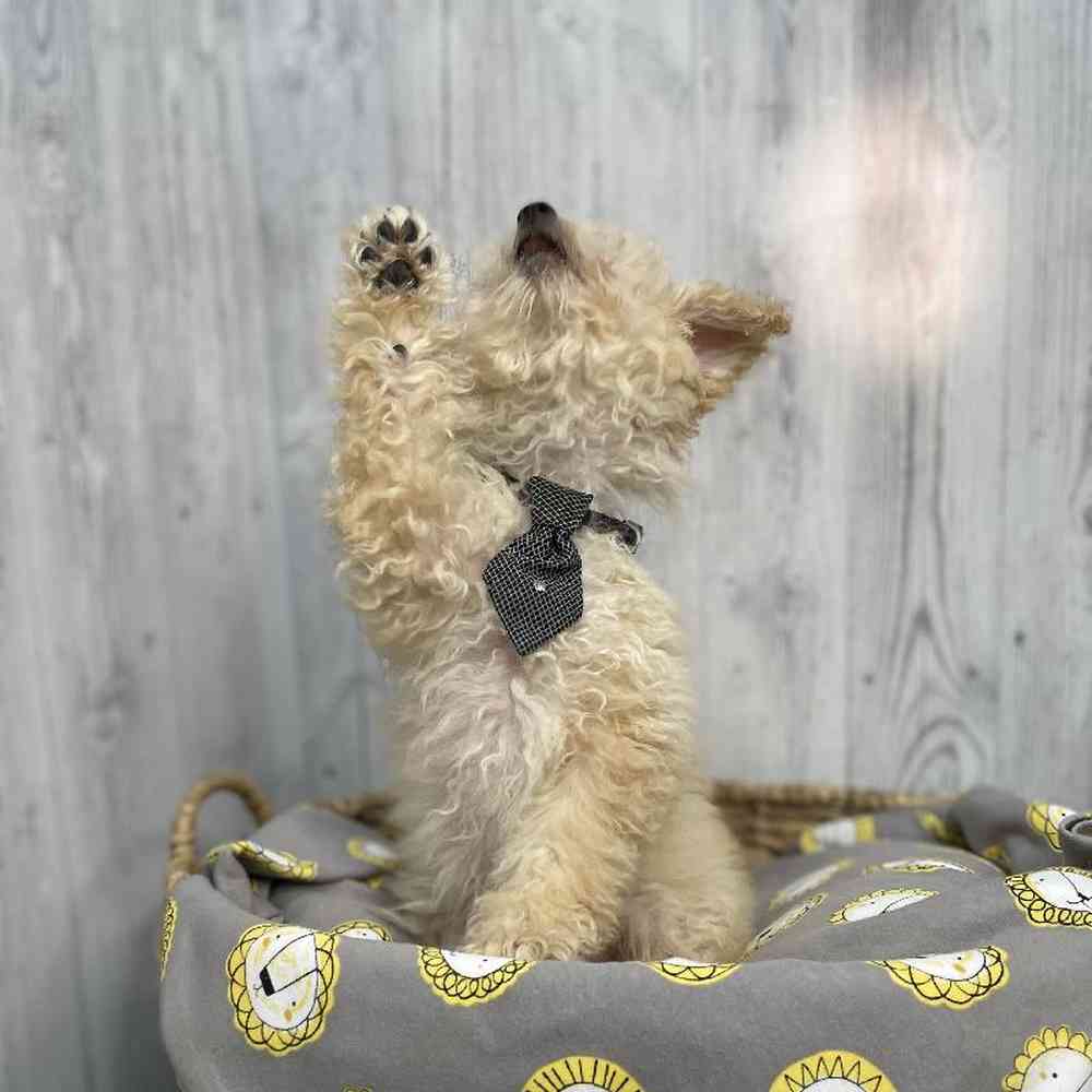 Male Poodle (MINI) Puppy for sale