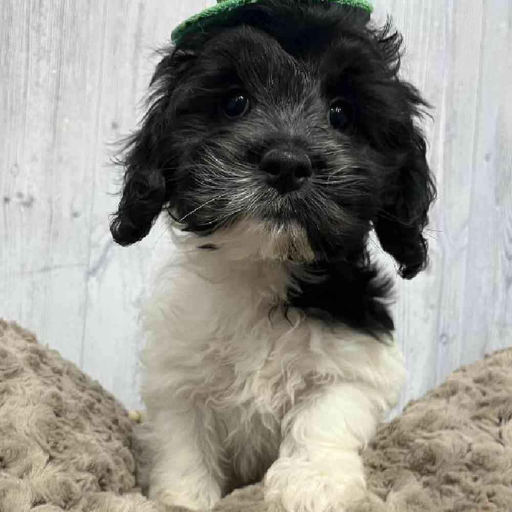 Female CockaChon Puppy for sale
