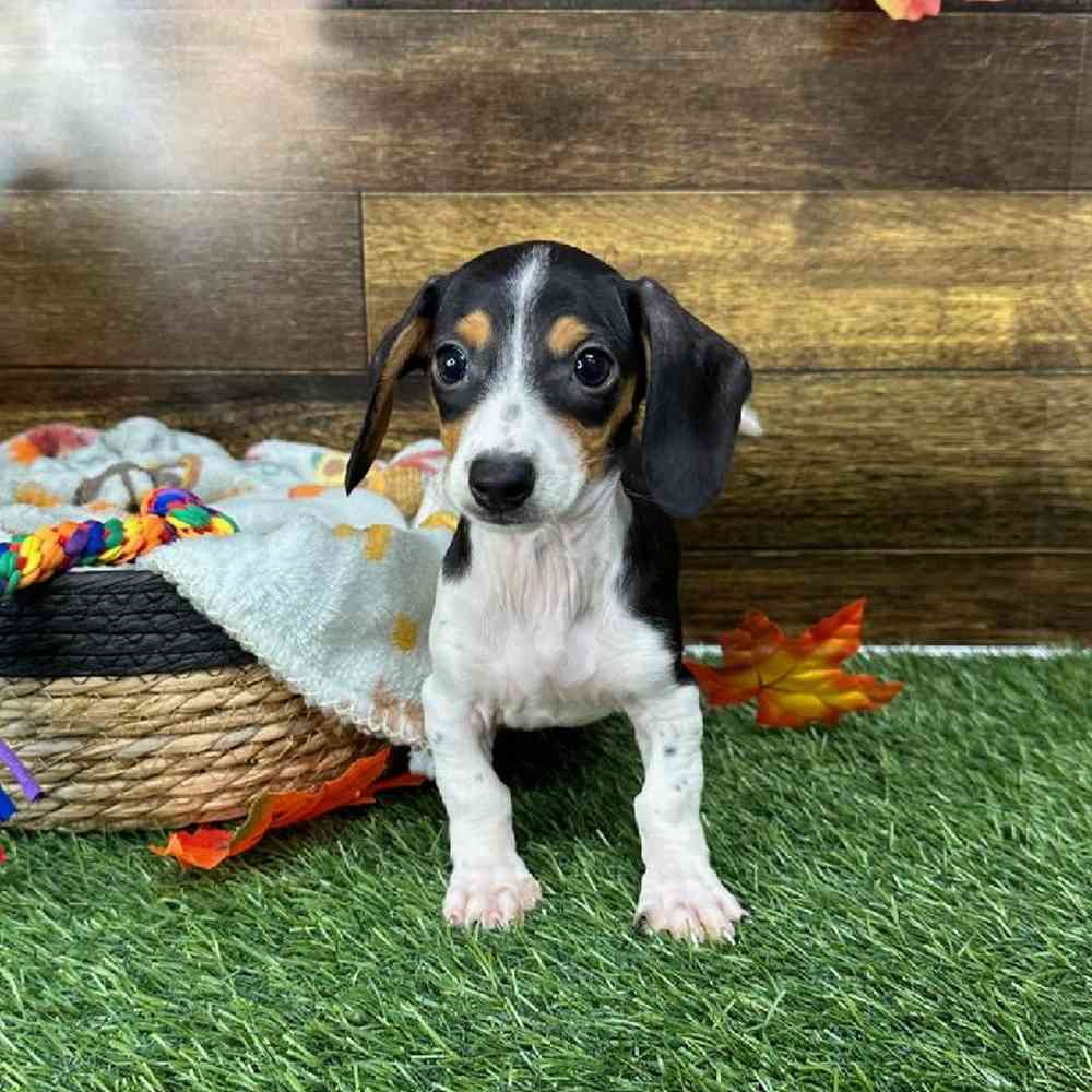 Male Dachshund Puppy for Sale in Saugus, MA