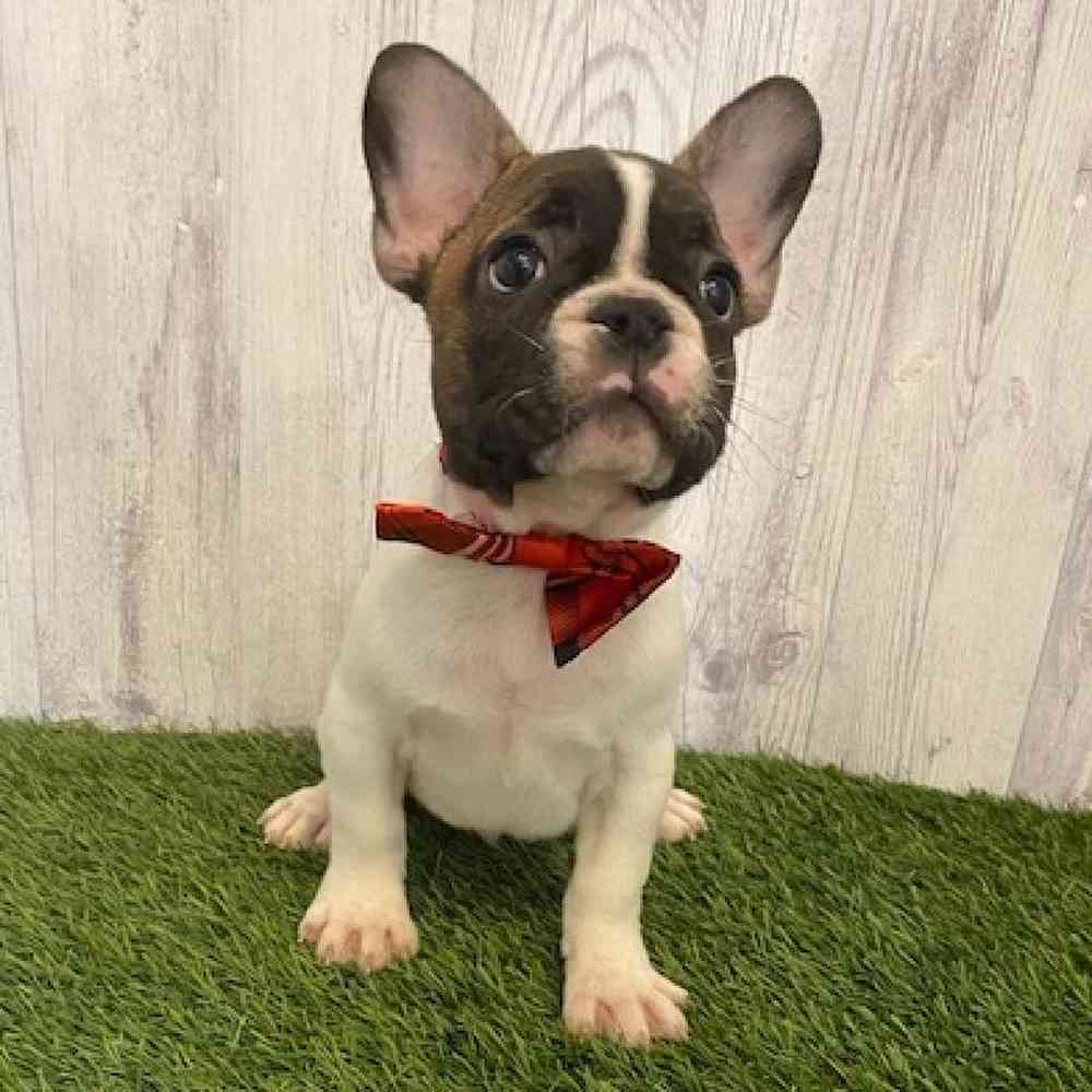 Male French Bulldog Puppy for sale