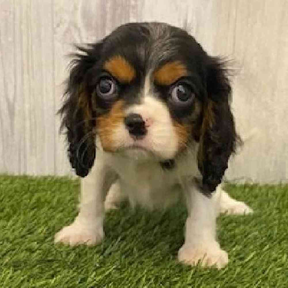 Female Cavalier King Charles Spaniel Puppy for sale