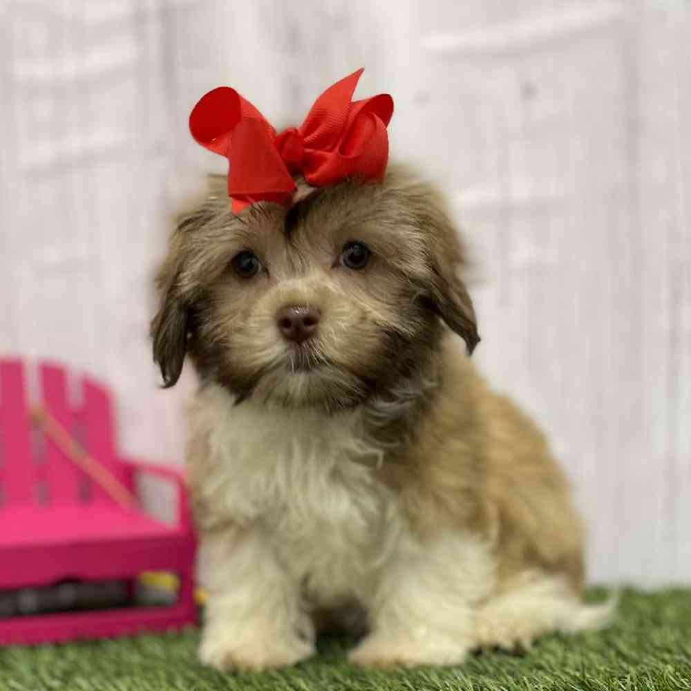 Female Havanese Puppy for Sale in Braintree, MA