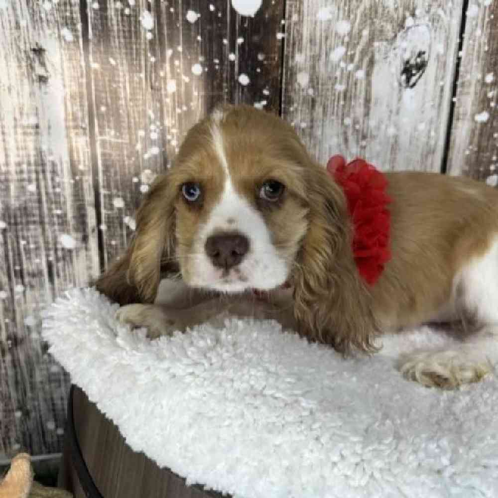 Female Cocker Spaniel Puppy for Sale in Braintree, MA