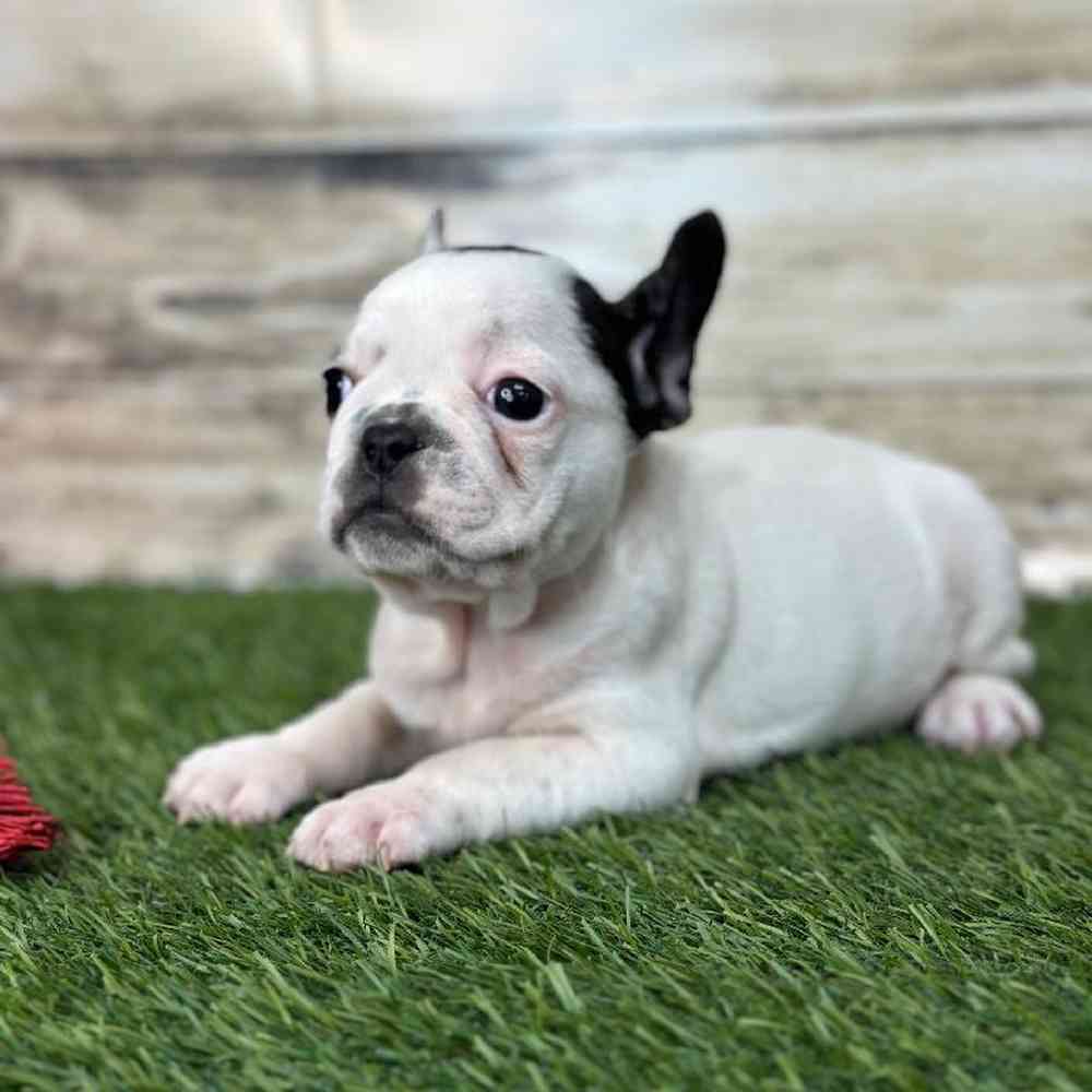 Male French Bulldog Puppy for Sale in Saugus, MA