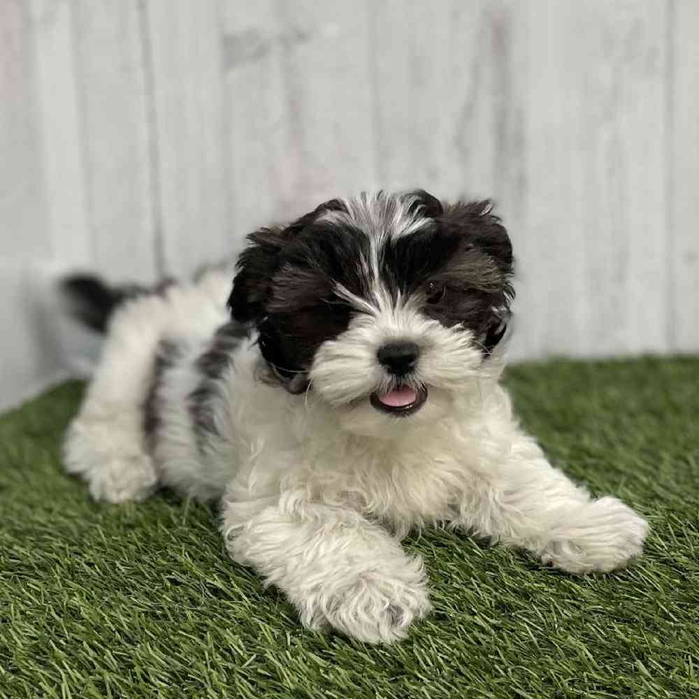 Female Shih-Poo Puppy for sale