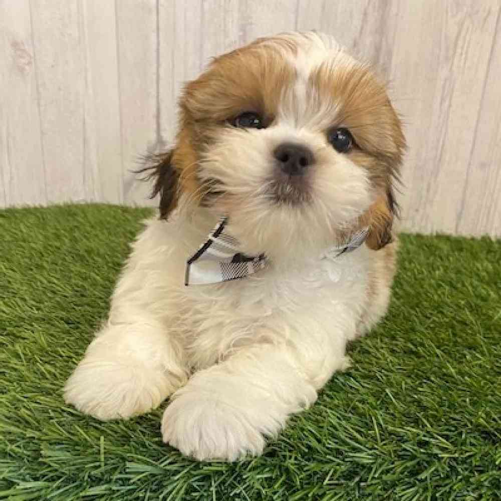 Male Lhasa- Tzu Puppy for sale