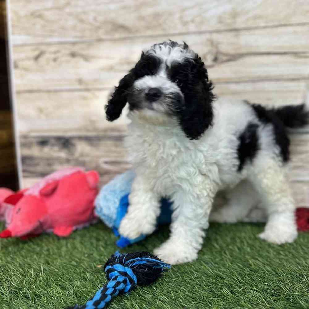 Male Mini Sheepadoodle 2nd Gen Puppy for Sale in Saugus, MA