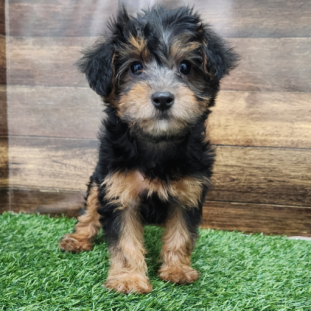 Female Yorkie-Poo Puppy for Sale in Braintree, MA