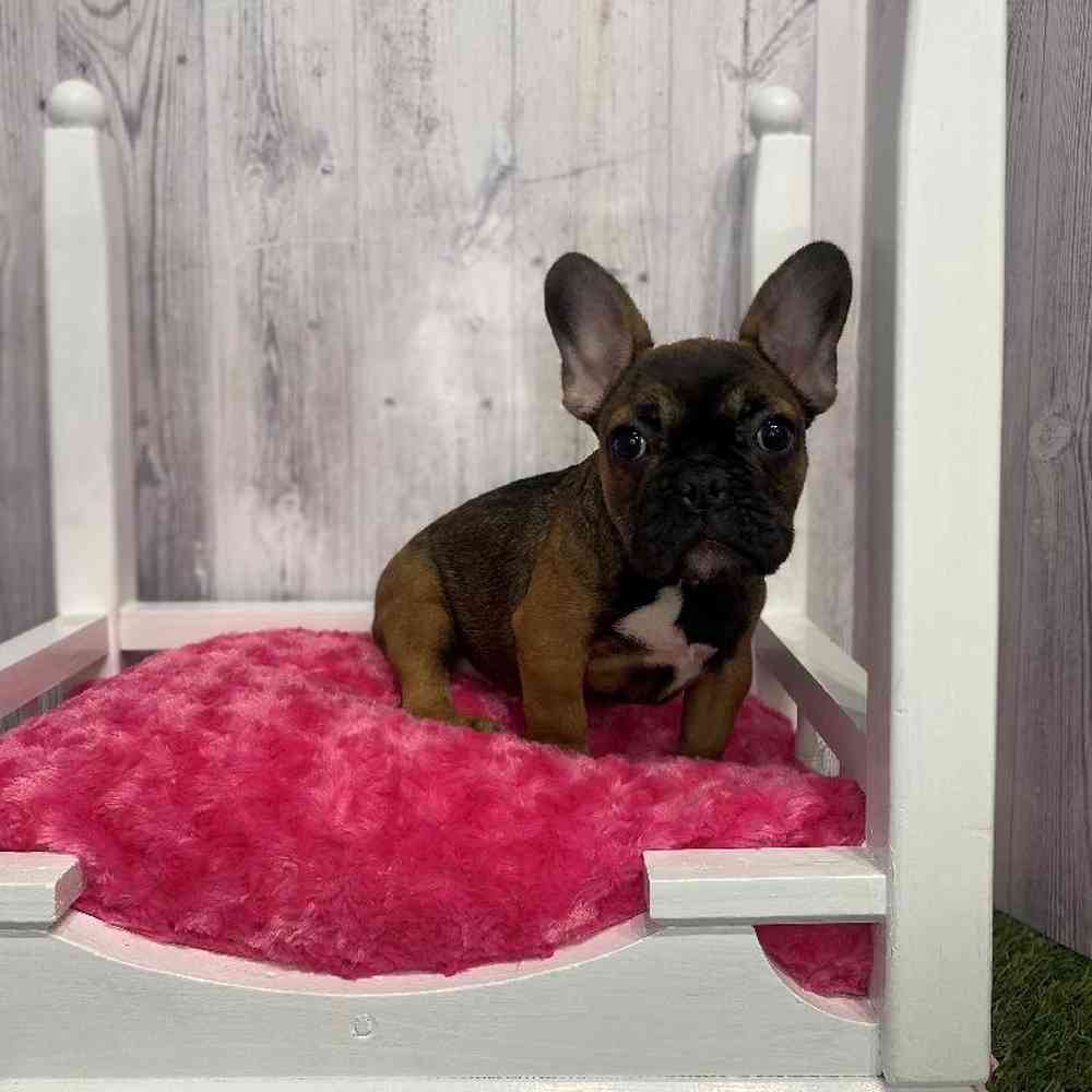 Female French Bulldog Puppy for Sale in Saugus, MA