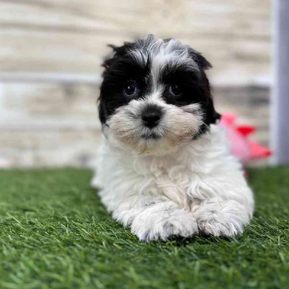 Female Shih-Poo Puppy for Sale in Saugus, MA