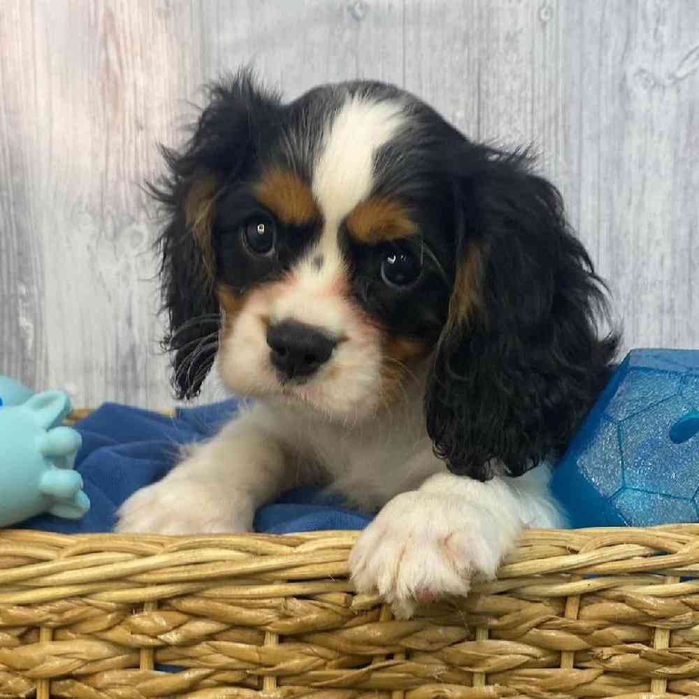 Male Cavalier King Charles Spaniel Puppy for Sale in Saugus, MA