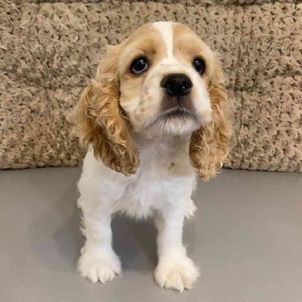 Female Cocker Spaniel Puppy for sale