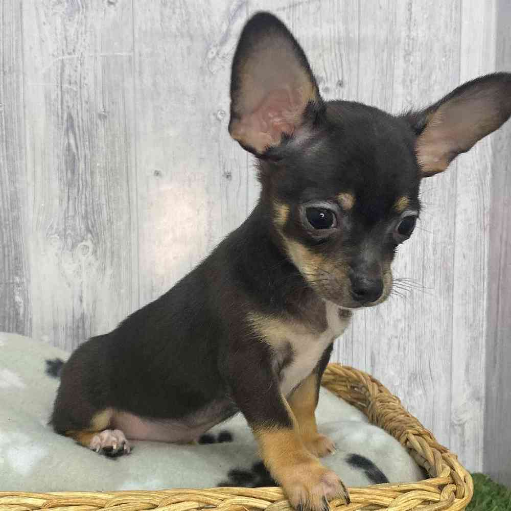 Male Chihuahua Puppy for Sale in Saugus, MA