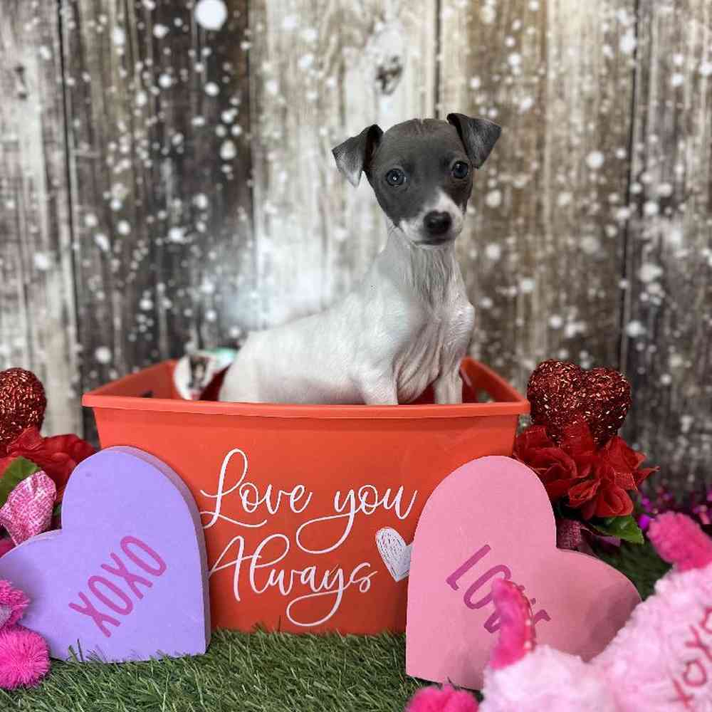 Female Italian Greyhound Puppy for Sale in Saugus, MA