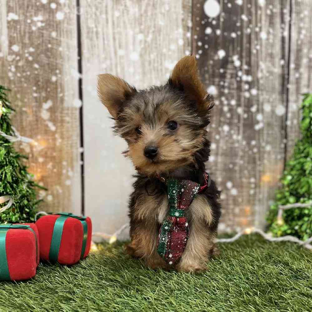Male Yorkshire Terrier Puppy for Sale in Braintree, MA