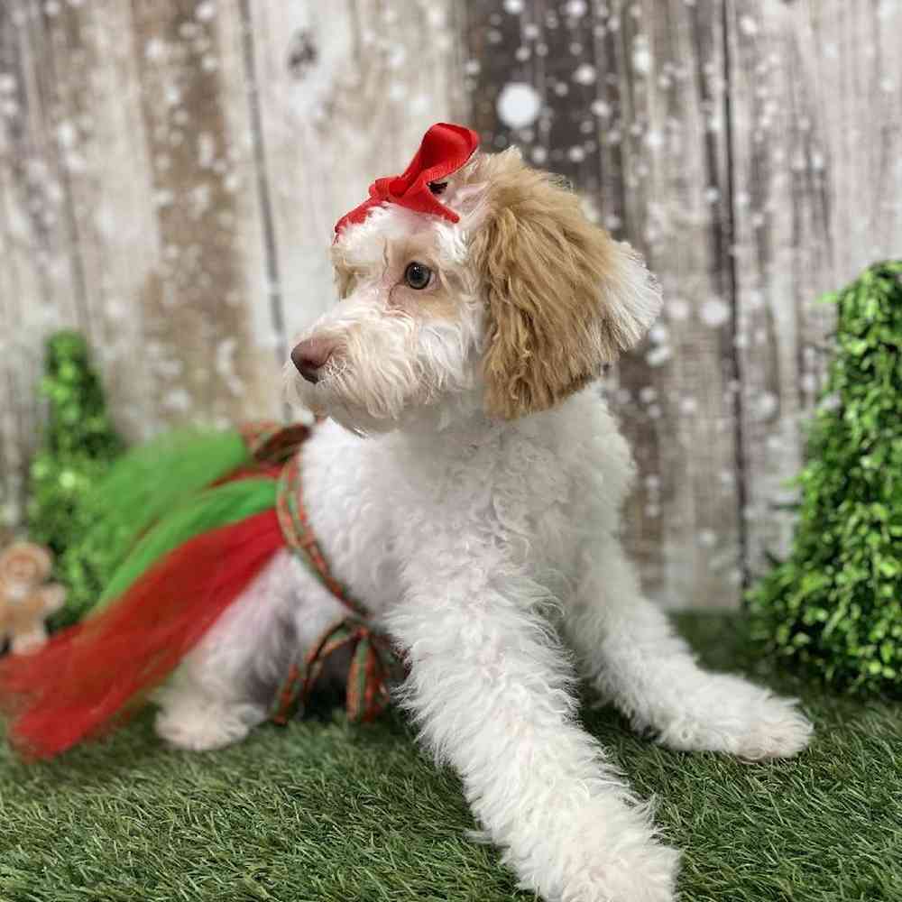 Female Mini NewfyPoo Puppy for Sale in Braintree, MA