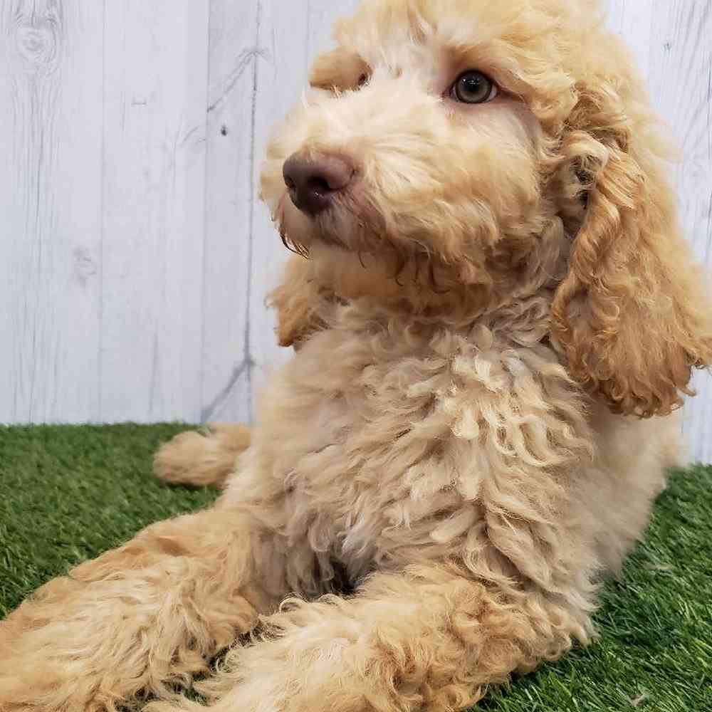 Male Standard Poodle Puppy for sale