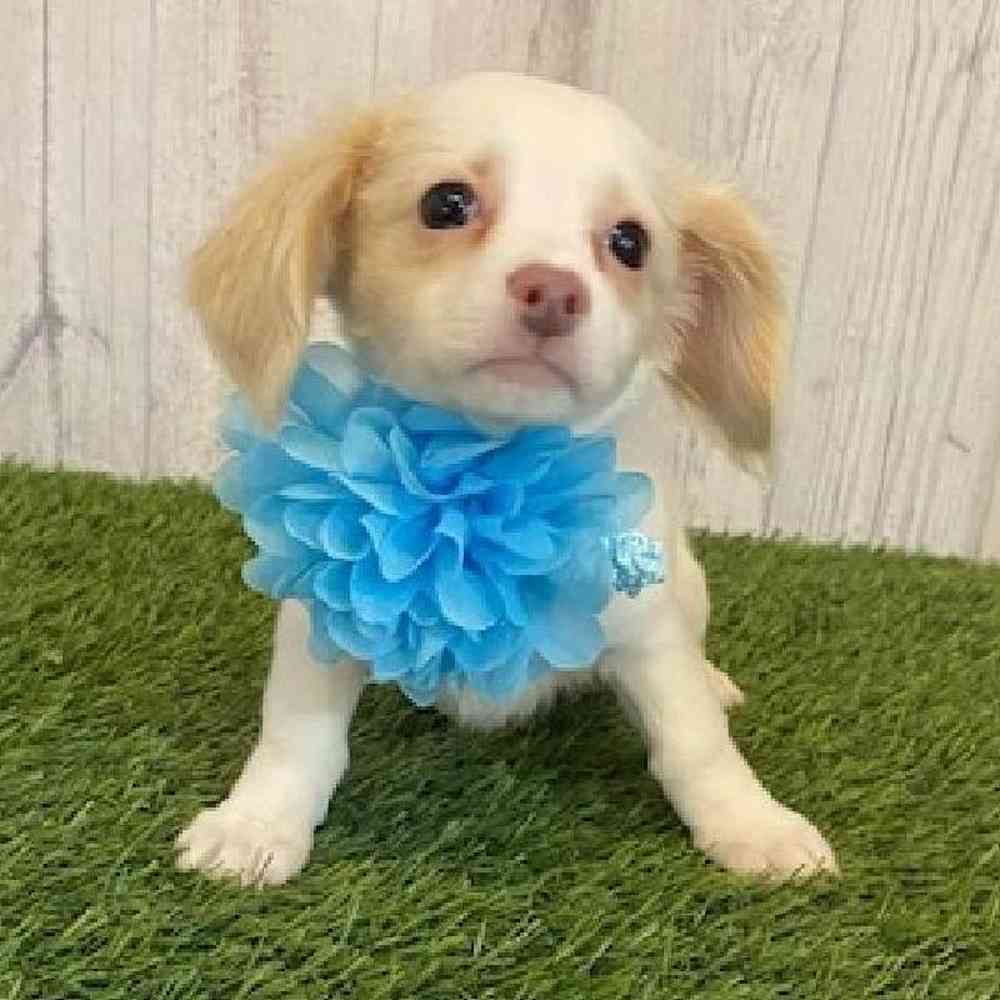 Female Chiweenie Puppy for Sale in Saugus, MA