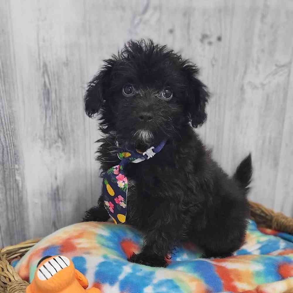 Male Papi-Poo Puppy for Sale in Braintree, MA