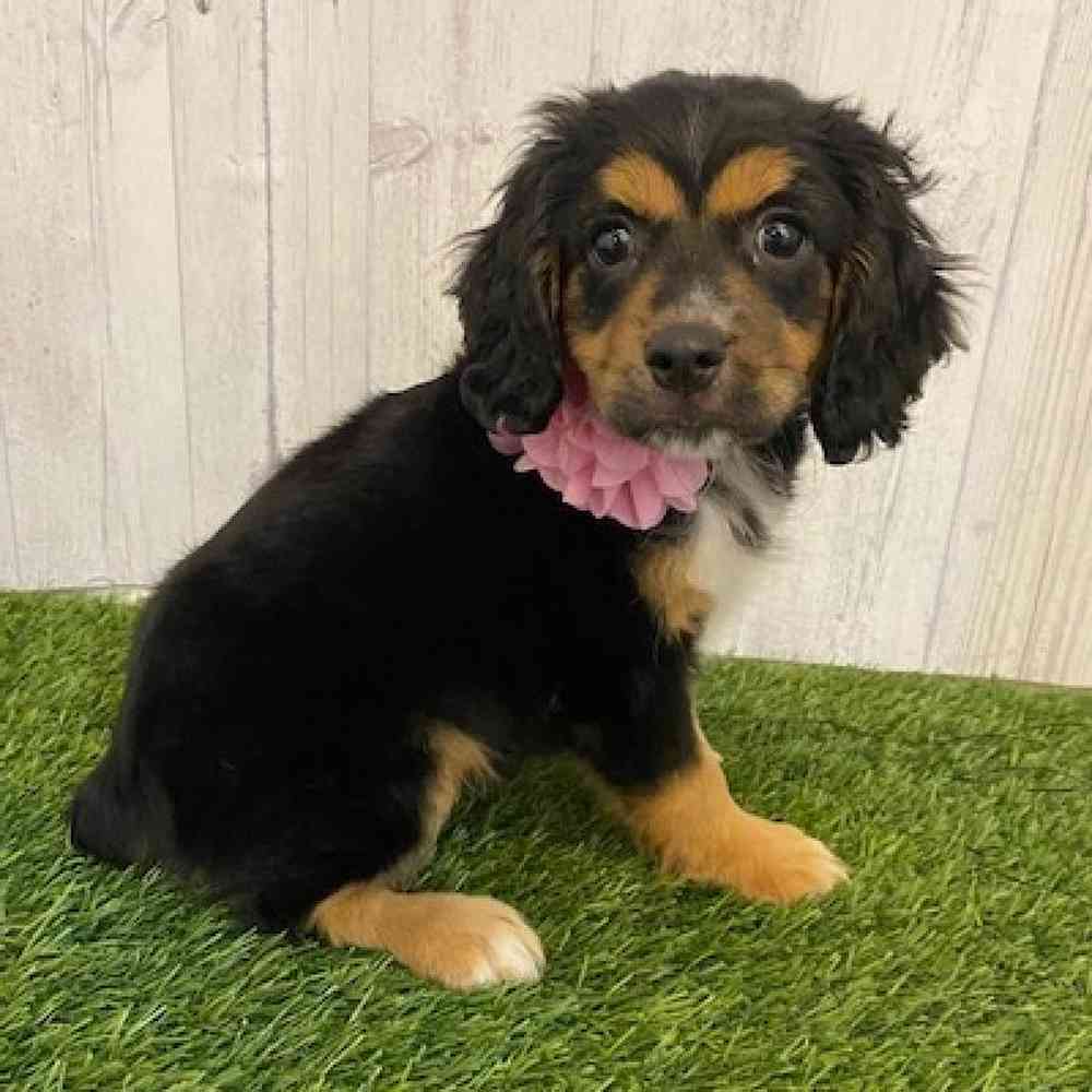 Female Cotralian (Mini Aussie/Cocker Spaniel) Puppy for sale