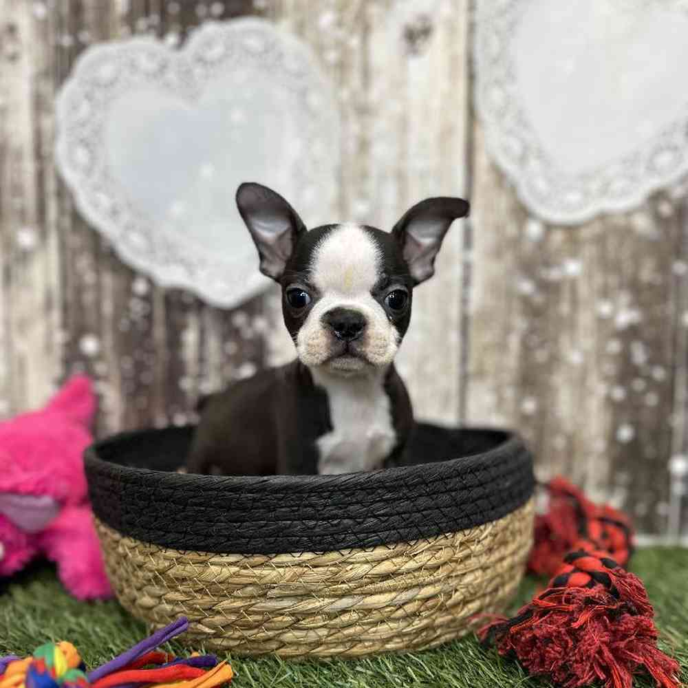 Female Boston Terrier Puppy for Sale in Saugus, MA