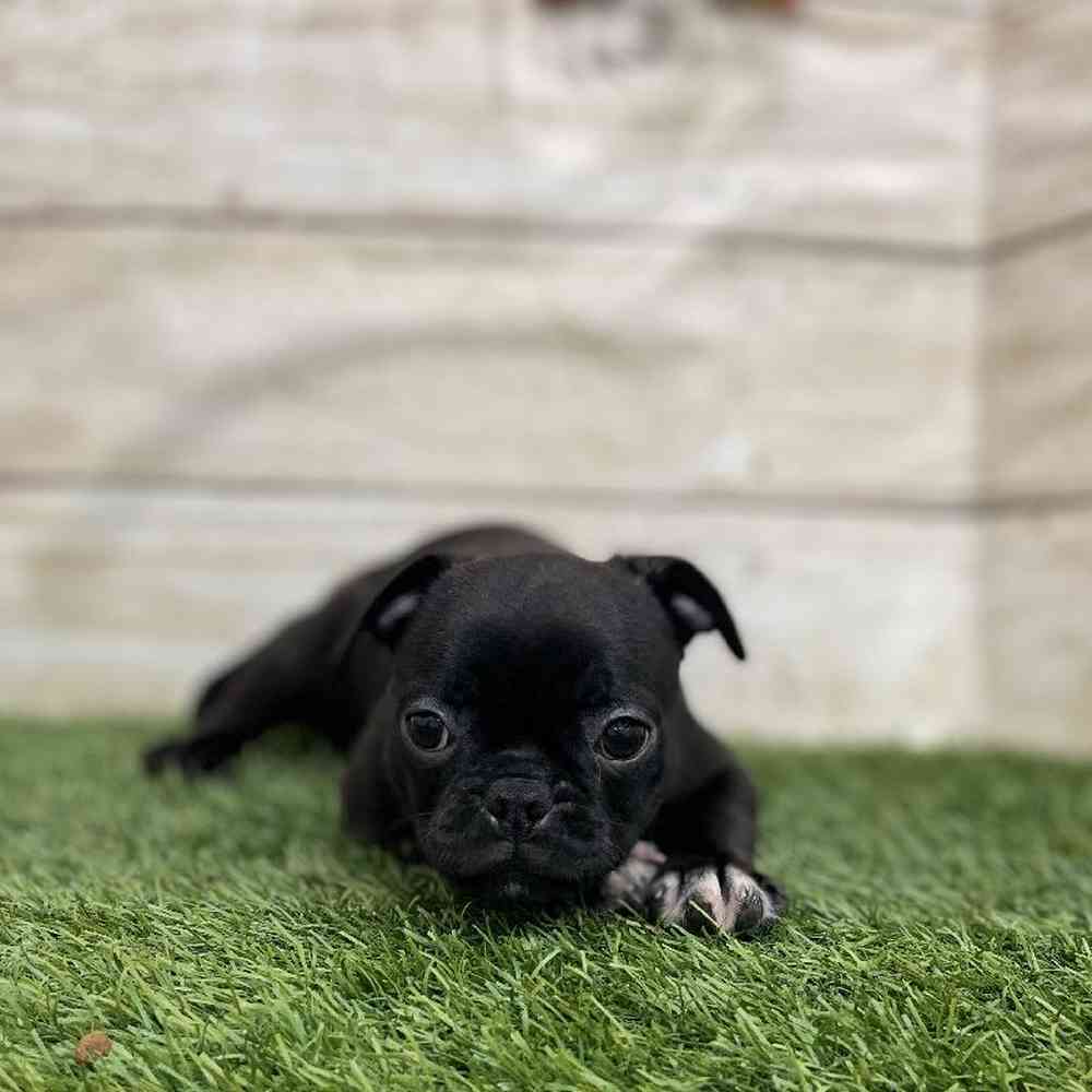Female Bugg Puppy for Sale in Braintree, MA