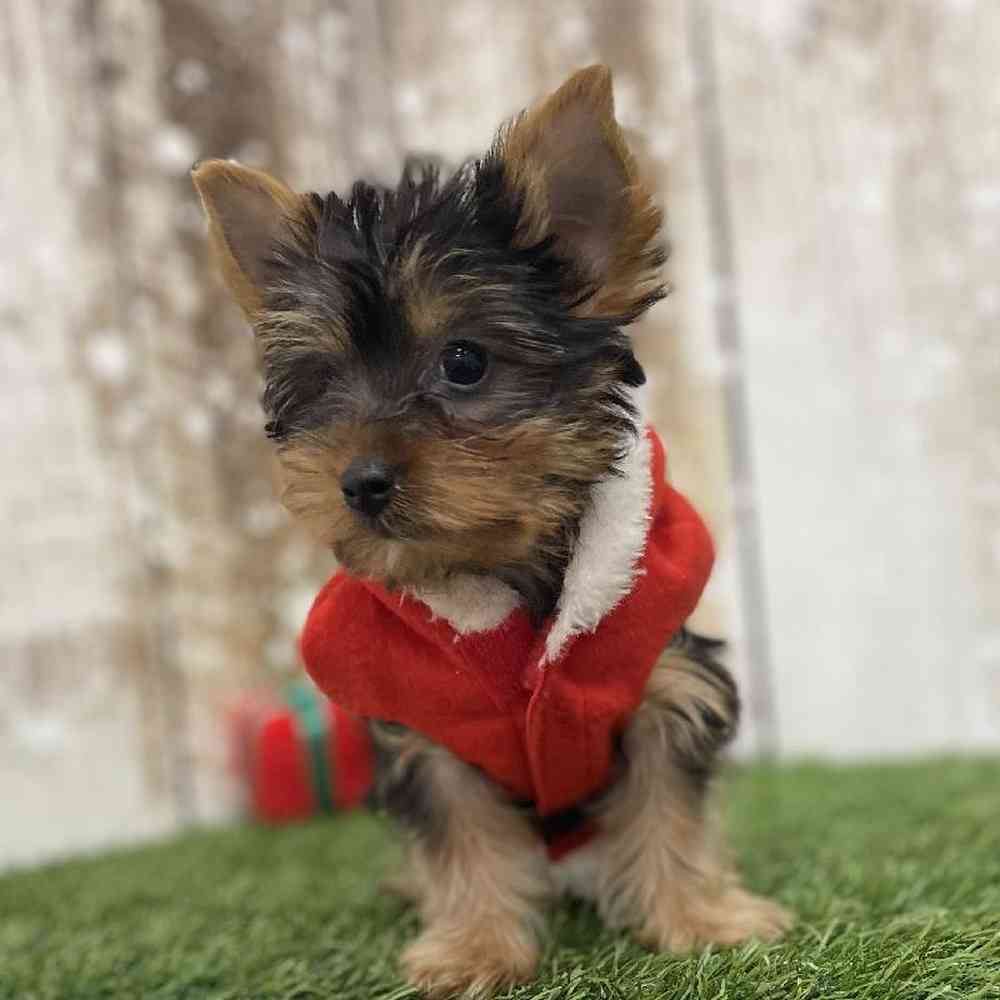 Male Yorkshire Terrier Puppy for Sale in Braintree, MA