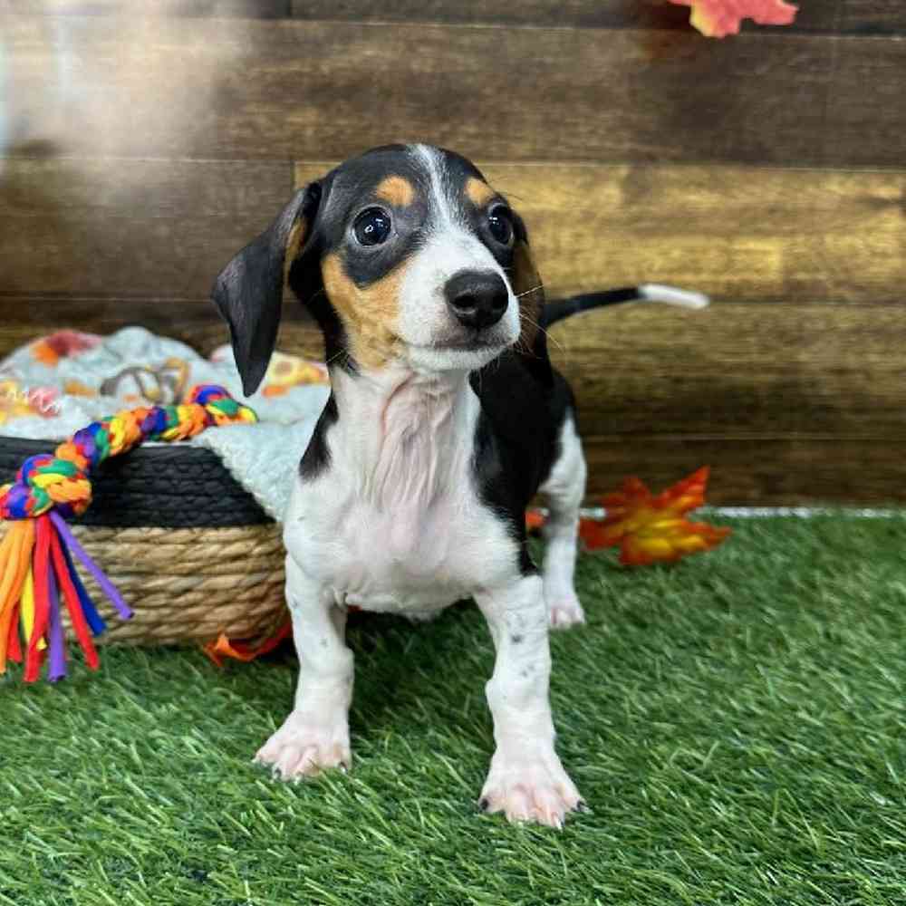 Male Dachshund Puppy for Sale in Saugus, MA