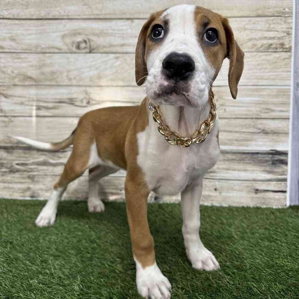 Male Australian Boxherd Puppy for Sale in Saugus, MA