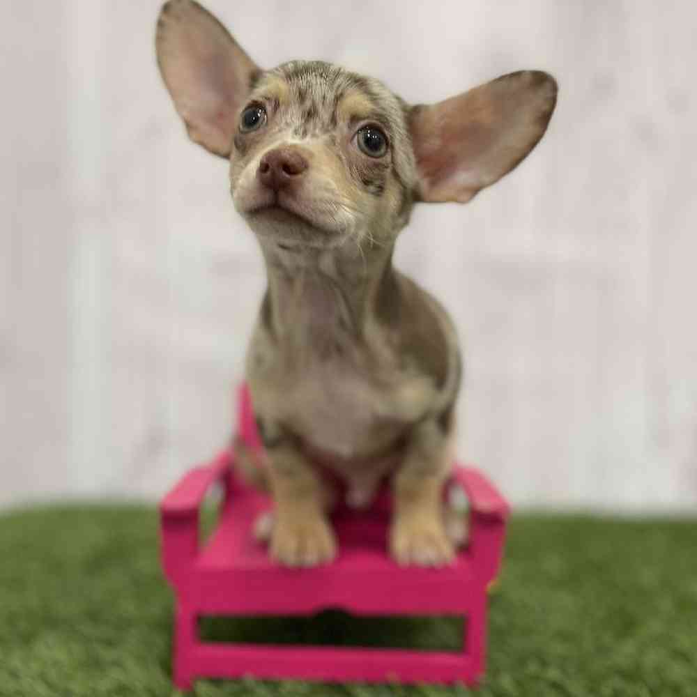 Male Chihuahua Puppy for Sale in Braintree, MA