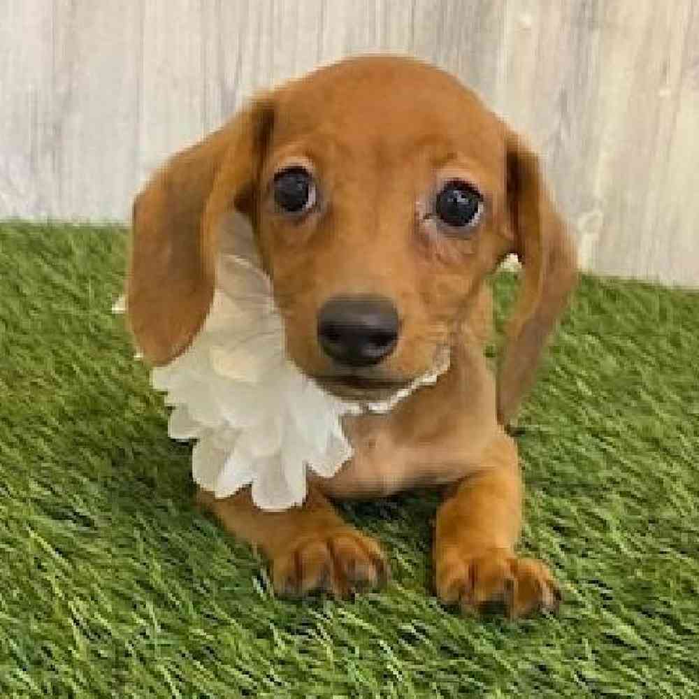 Female Dachshund Puppy for sale