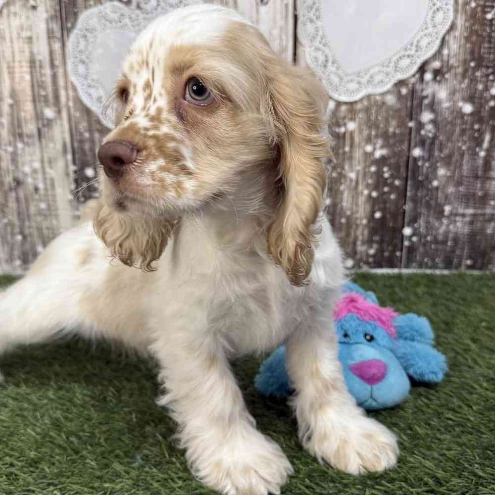 Male Cocker Spaniel Puppy for Sale in Saugus, MA