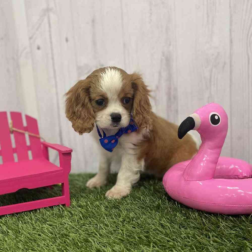 Male Cavalier King Charles Spaniel Puppy for Sale in Braintree, MA