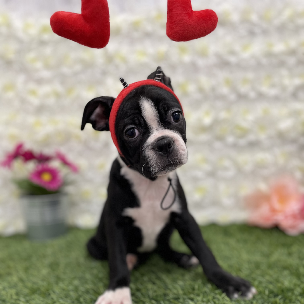 Female Boston Terrier Puppy for Sale in Braintree, MA