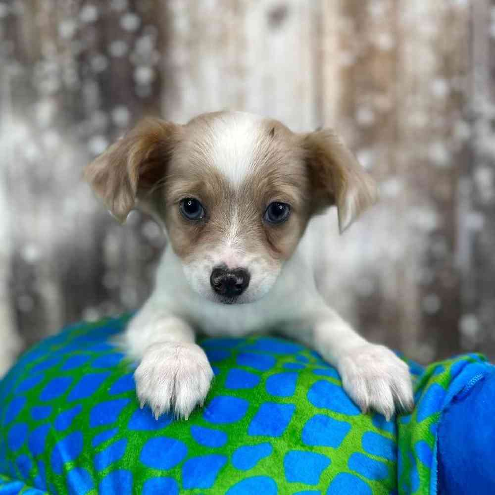Male Chihuahua Puppy for Sale in Saugus, MA