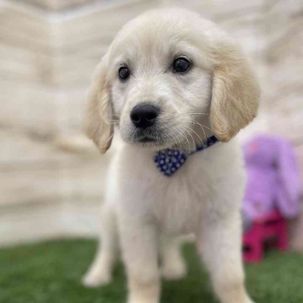 Male Golden Retriever Puppy for Sale in Braintree, MA