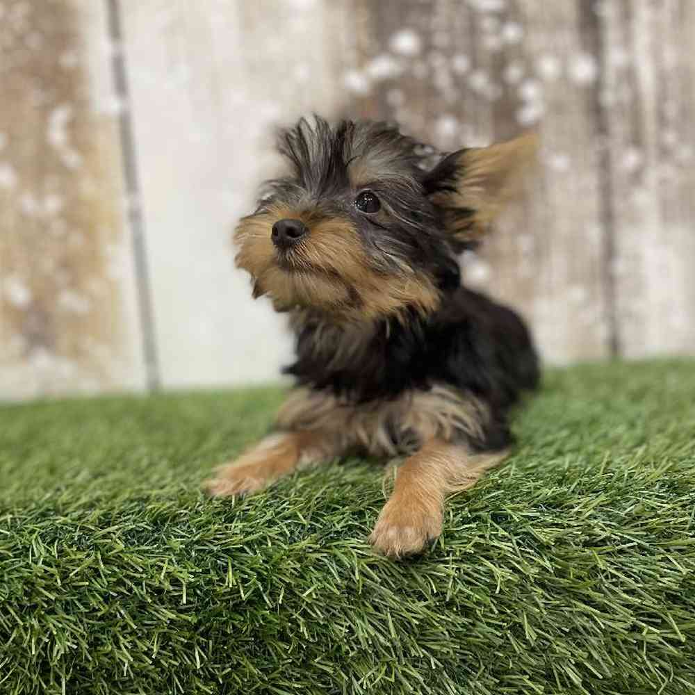 Female Yorkshire Terrier Puppy for Sale in Braintree, MA
